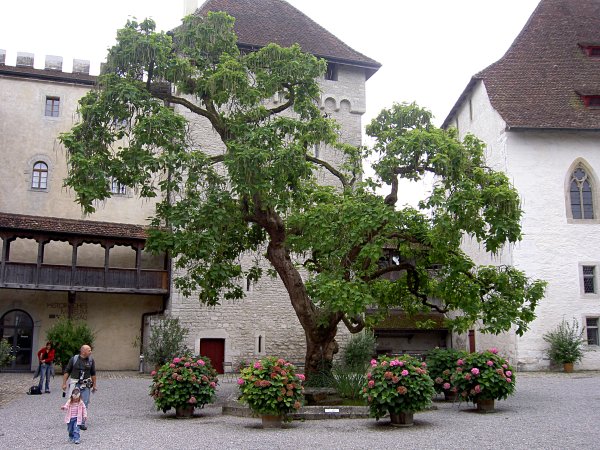 Swiss Castles - Lenzburg, Image 02