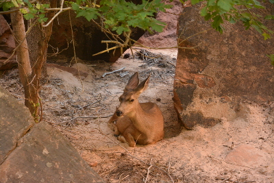 Zion National Park - wildlife